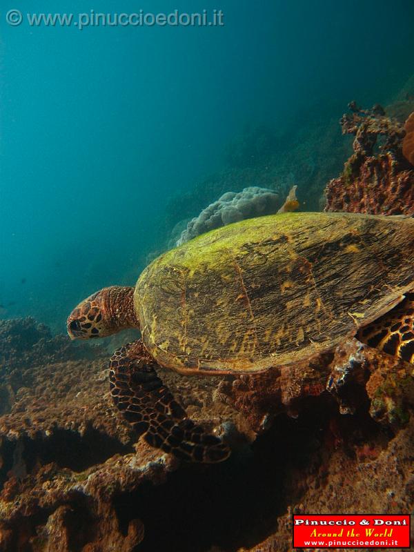 Djibouti - Immersioni a Gibuti - 19.jpg